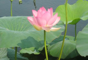 Mantua –  Lotusblüte am Mincio